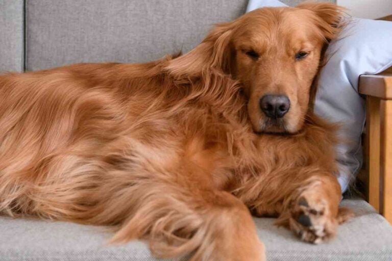 Can Golden Retrievers Live In An Apartment? Explained!