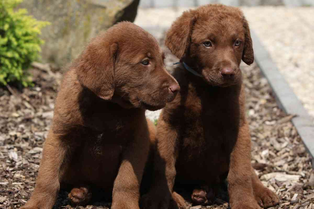 Difference Between Male And Female Chesapeake Bay Retrievers 1 1 6 Differences Between Male And Female Chesapeake Bay Retrievers