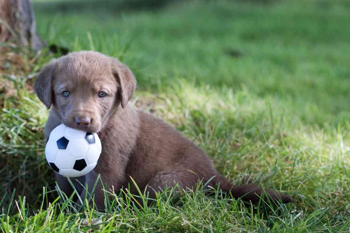 Difference Between Male And Female Chesapeake Bay Retrievers 6 Differences Between Male And Female Chesapeake Bay Retrievers