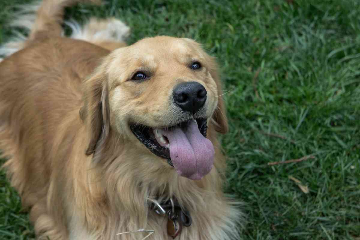 Do Golden Retrievers Need AC 1 1 Do Golden Retrievers Need AC? In The Summer And Winter?