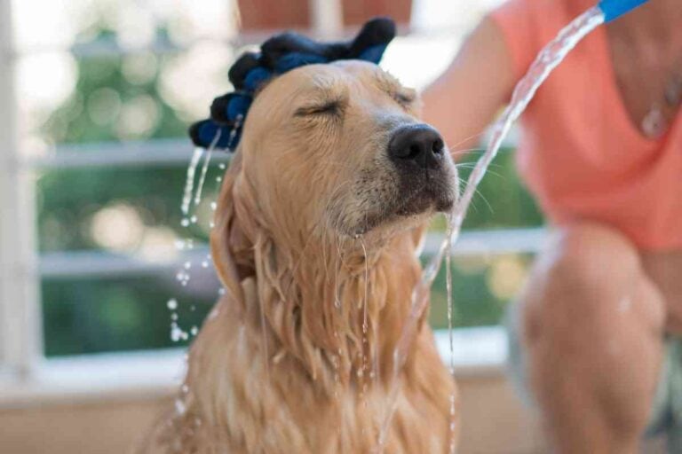 Do Golden Retrievers Need AC? In The Summer And Winter?