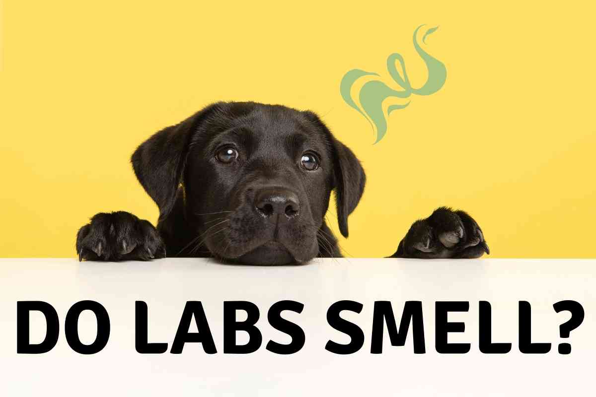 Do Labs smell 2 Do Labs Smell? 8 Reasons Your Lab Stinks!