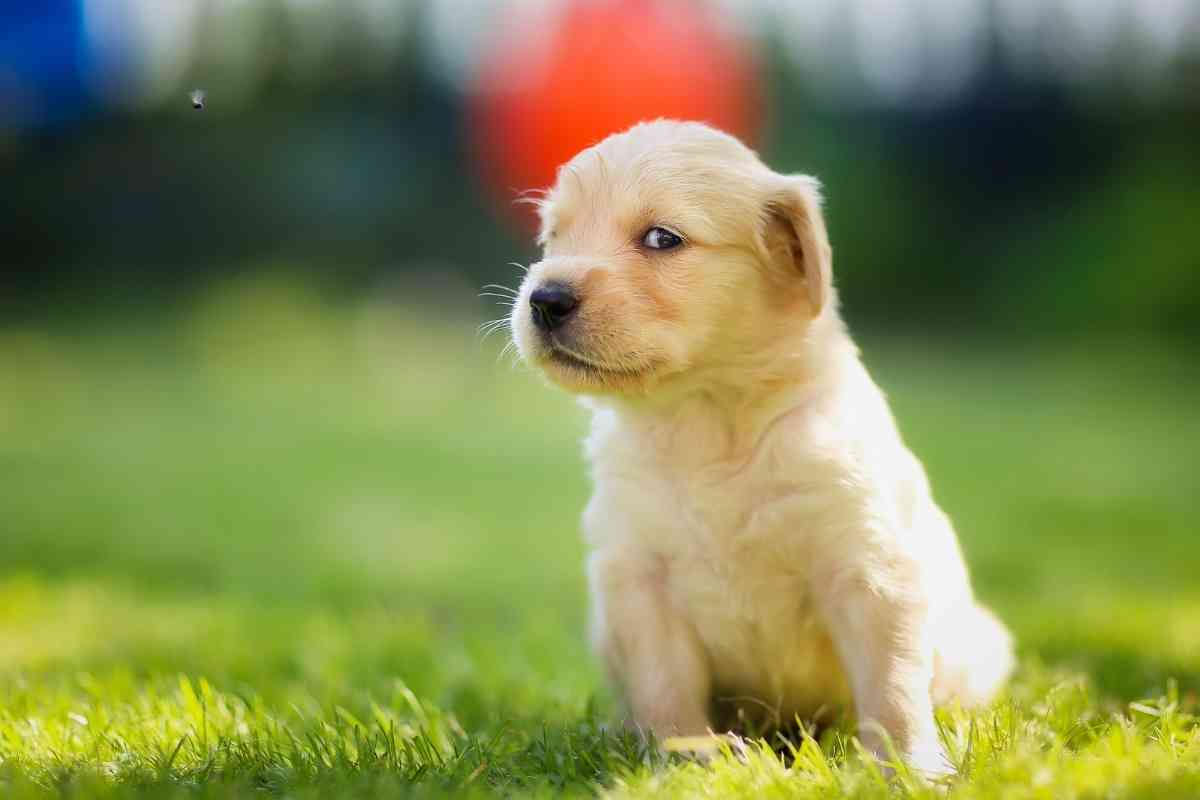 Golden Retriever Mating Age 1 Golden Retriever Mating Age: Breeding Age Explained