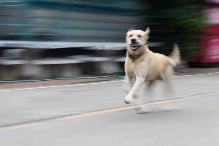 How Fast Can A Labrador Run? 3 Major Factors