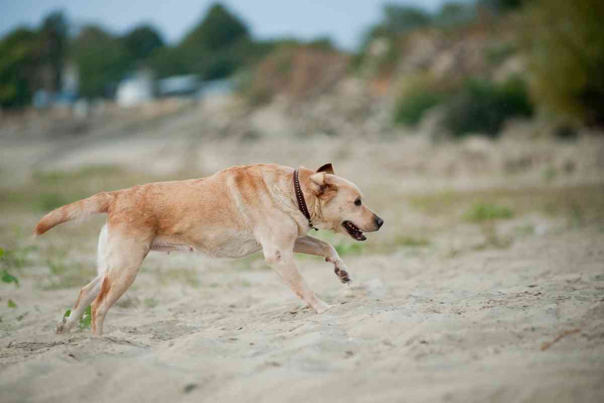 How Fast Can A Labrador Run How Fast Can A Labrador Run? 3 Major Factors