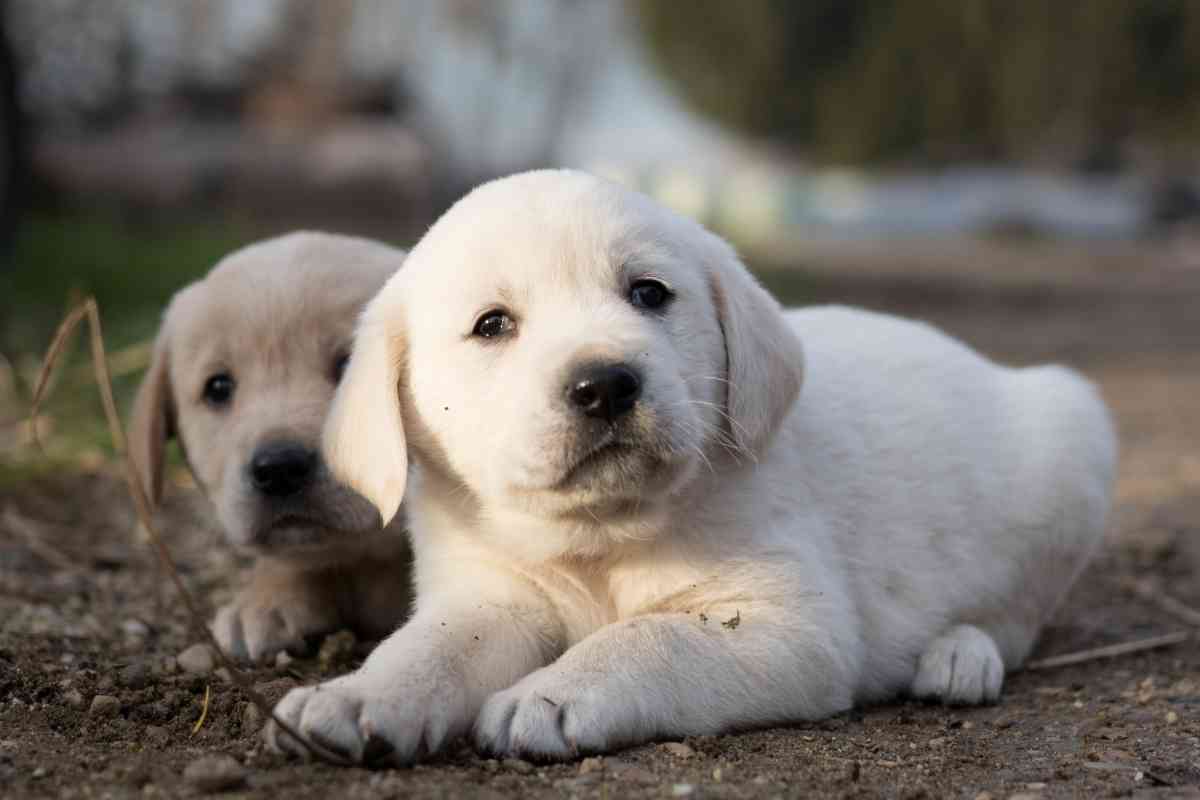 How Much Is A Golden Retriever Puppy 1 1 How Much Is A Golden Retriever Puppy? (Full Cost Breakdown!)