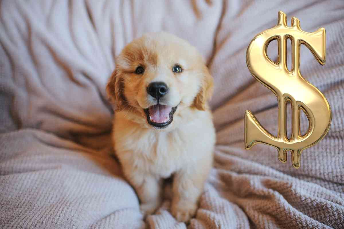 How Much Is A Golden Retriever Puppy 1 How Much Is A Golden Retriever Puppy? (Full Cost Breakdown!)
