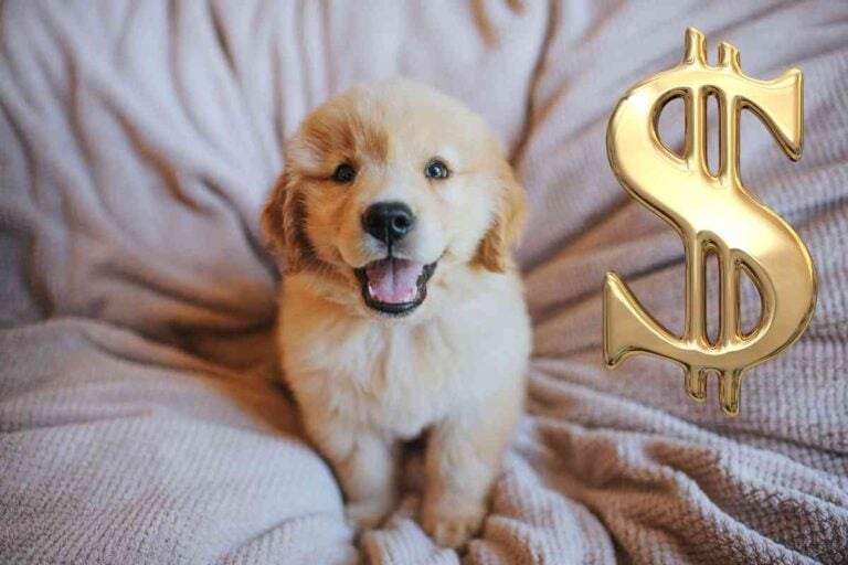 How Much Is A Golden Retriever Puppy? (Full Cost Breakdown!)