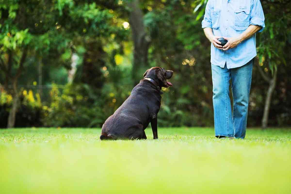 Important Labrador Training Tips 1 1 More Than 20 Labrador Training Tips: The Ultimate Guide
