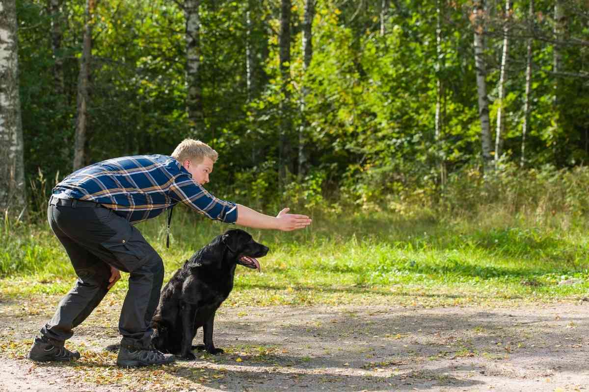 Important Labrador Training Tips 2 More Than 20 Labrador Training Tips: The Ultimate Guide