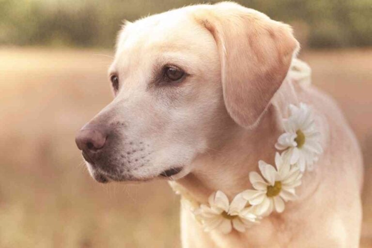 Male vs. Female Labraor Retrievers: 10 Differences To Help You Pick!