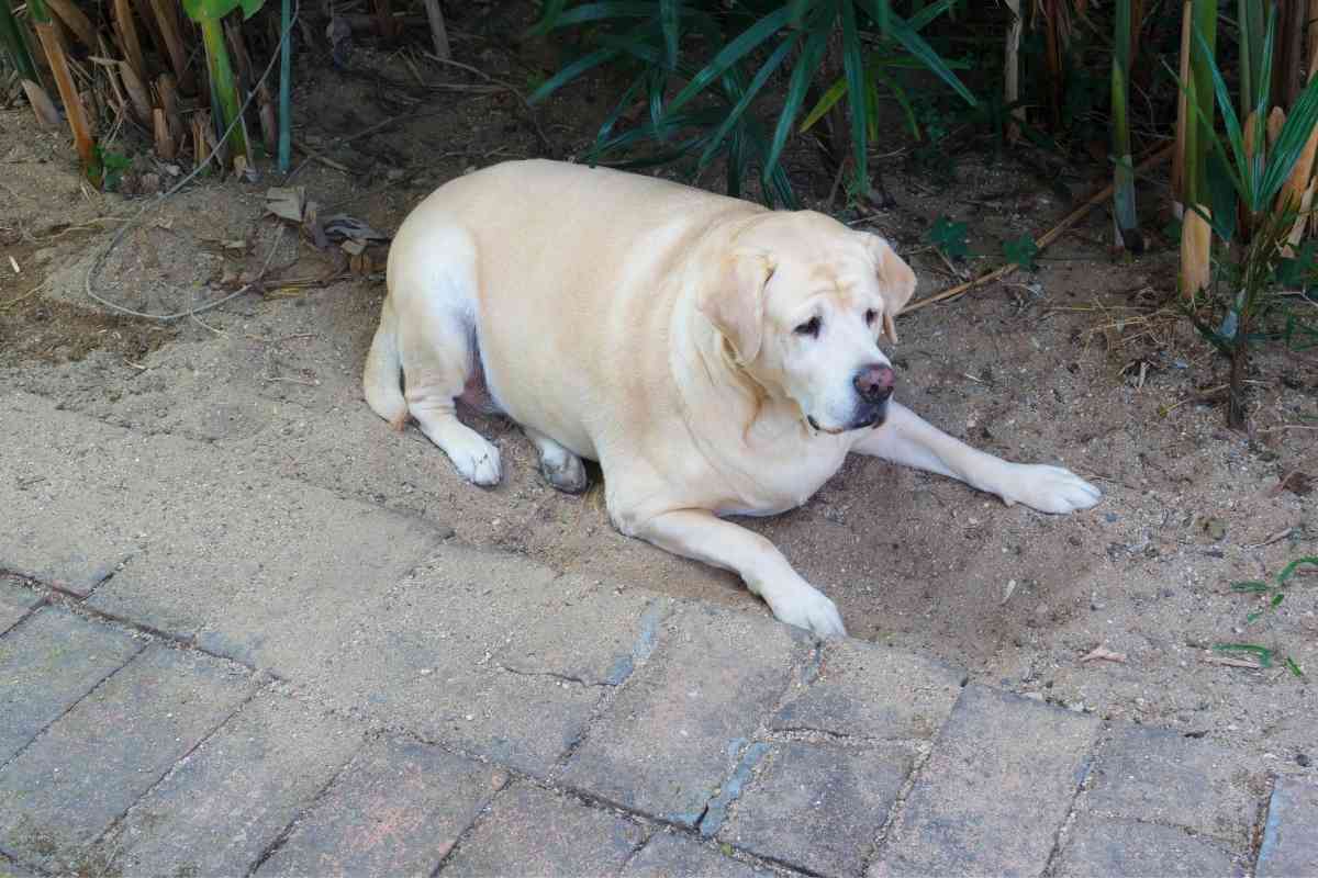 The Best Food For An Overweight Labrador 1 1 The Best Food For An Overweight Labrador