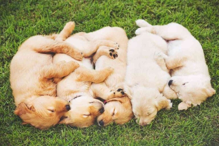 What Color Will My Golden Retriever Puppy Be As An Adult?