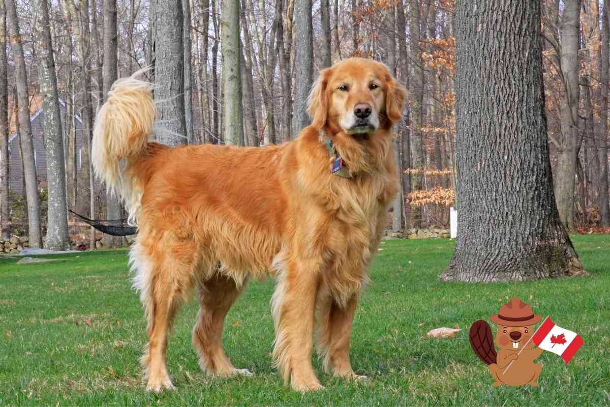 What Is A Canadian Golden Retriever 1 What Is A Canadian Golden Retriever, Ey? 11 Characteristics