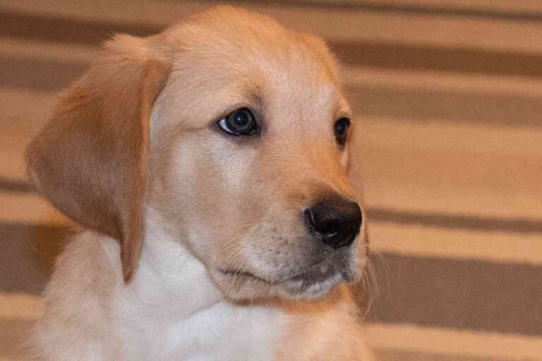 What Is A Labrador Mixed With A Golden Retriever Called?