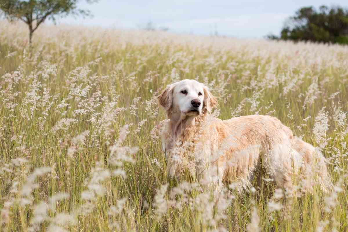 Whats the difference between a field Golden Retriever and a show Golden Retriever 1 Field Golden Retrievers vs Show Golden Retrievers: 7 Differences