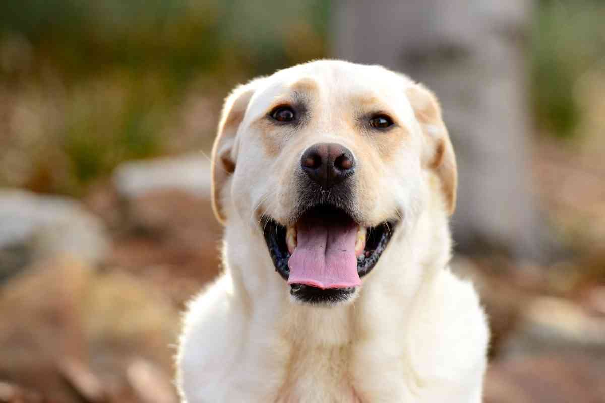 Which Is Better Golden Retrievers Or Labradors 1 1 Which Is Better: Golden Retrievers Or Labradors? Explained!