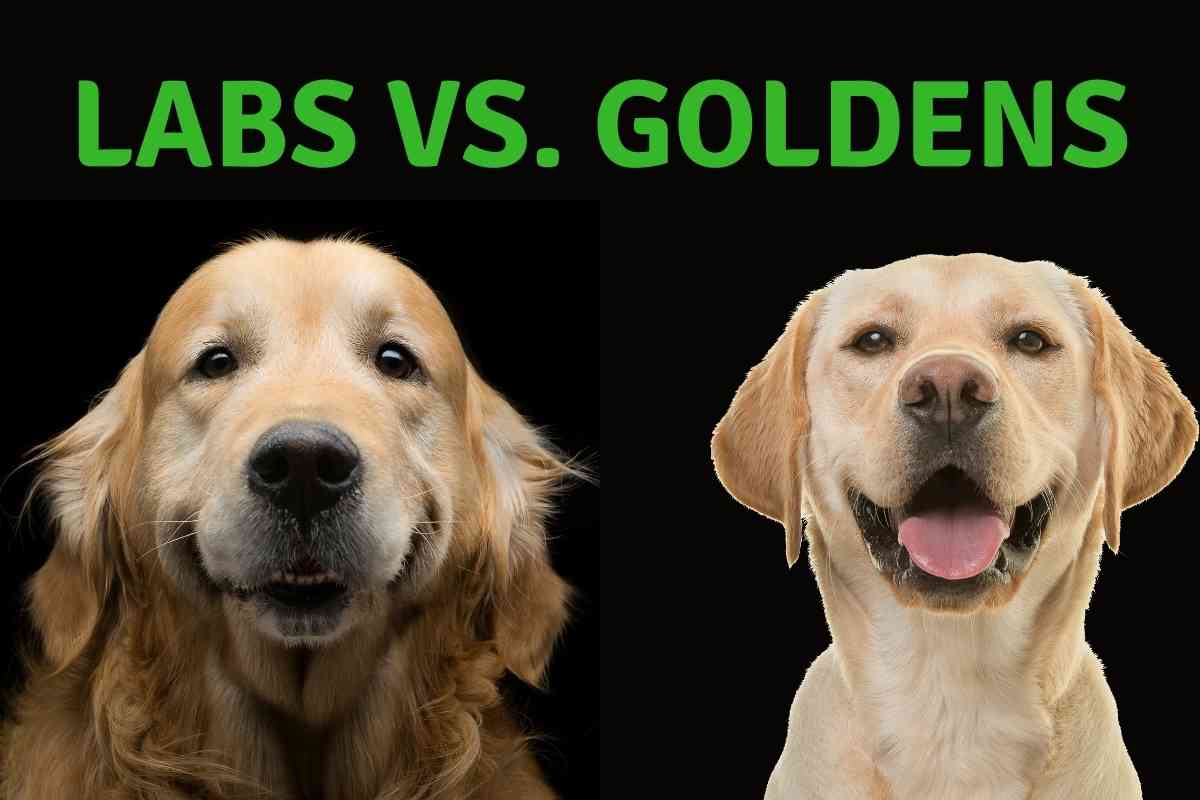 Which Is Better Golden Retrievers Or Labradors 1 Which Is Better: Golden Retrievers Or Labradors? Explained!