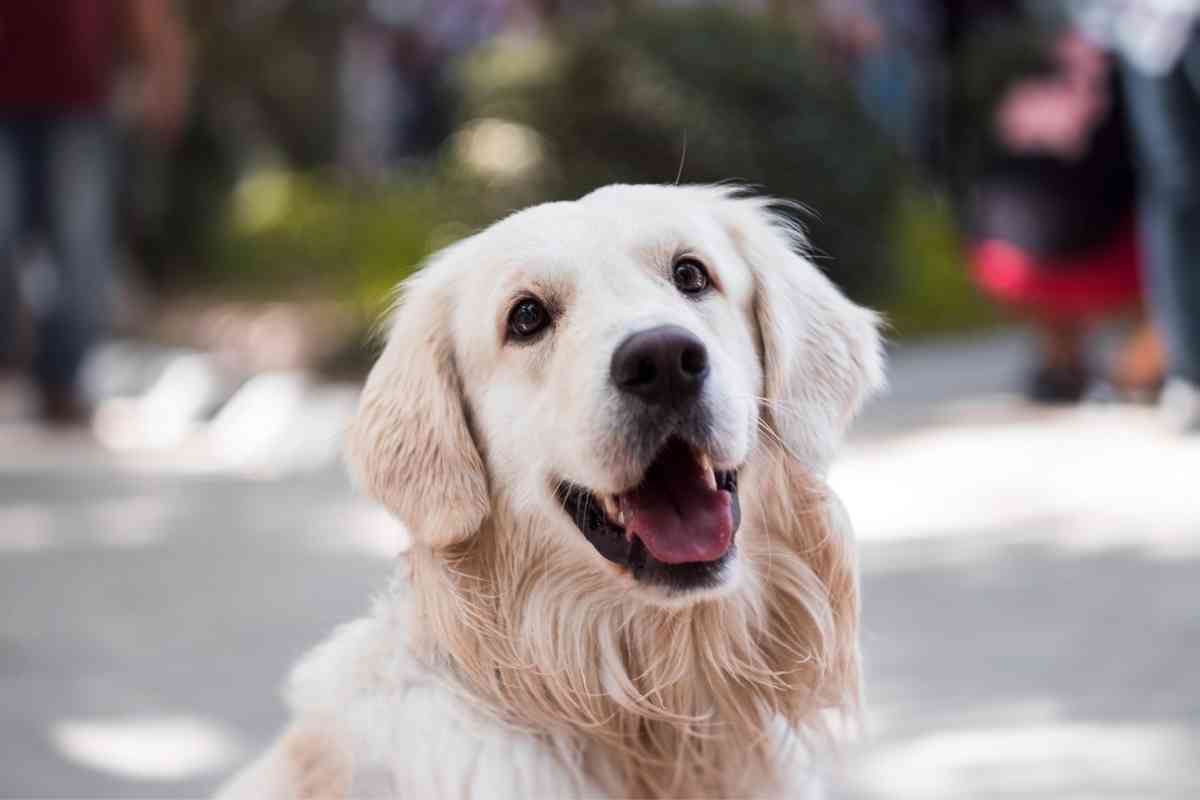 Which Is Better Golden Retrievers Or Labradors 2 Which Is Better: Golden Retrievers Or Labradors? Explained!