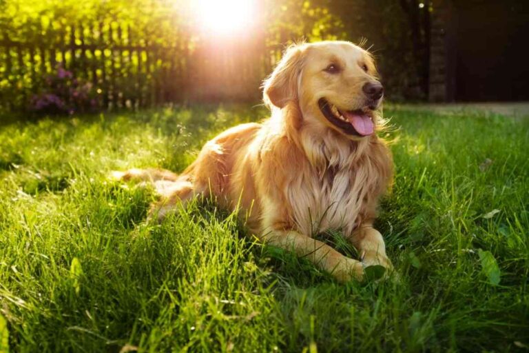 11 Reasons Why Golden Retrievers Are The Best Dogs