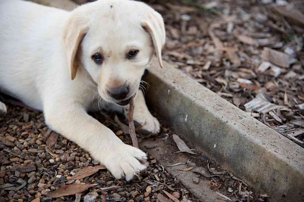 when do lab puppies lose their teeth 1 1 When Do Lab Puppies Lose Their Puppy Teeth?
