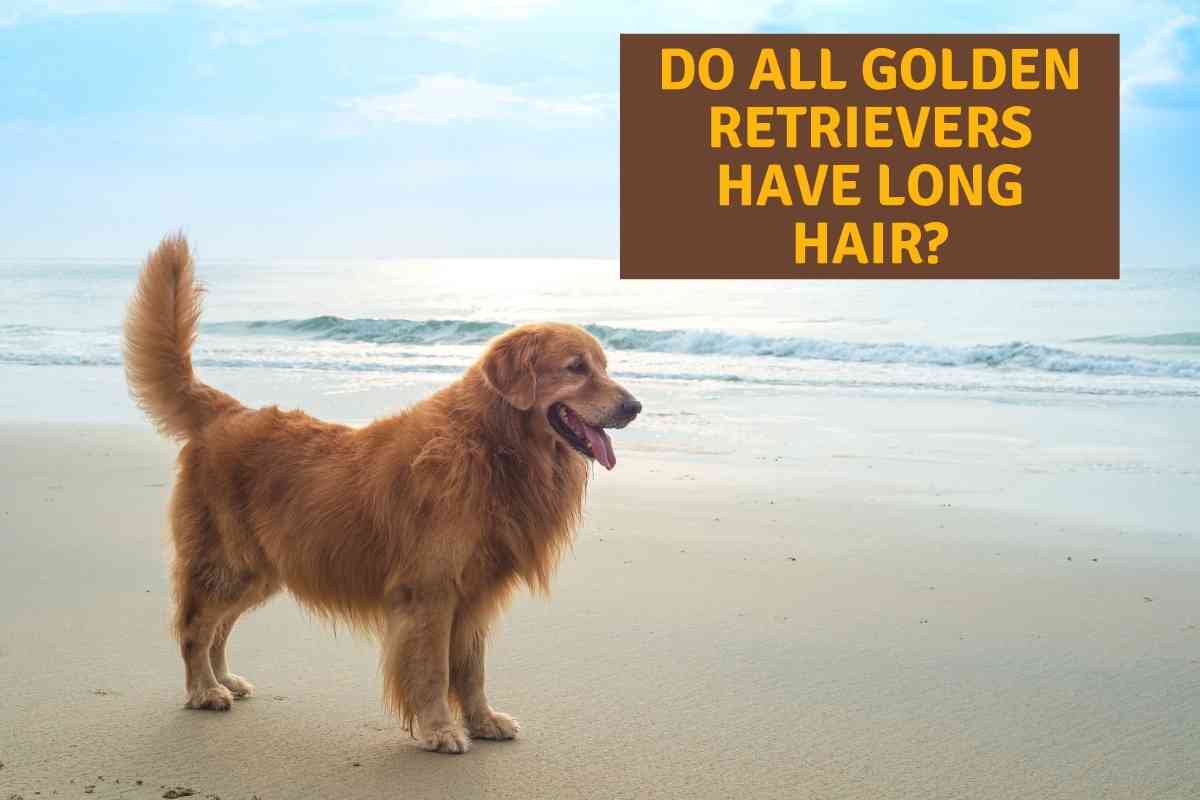 Do All Golden Retrievers Have Long Hair 1 Do All Golden Retrievers Have Long Hair? A Golden Coat Guide