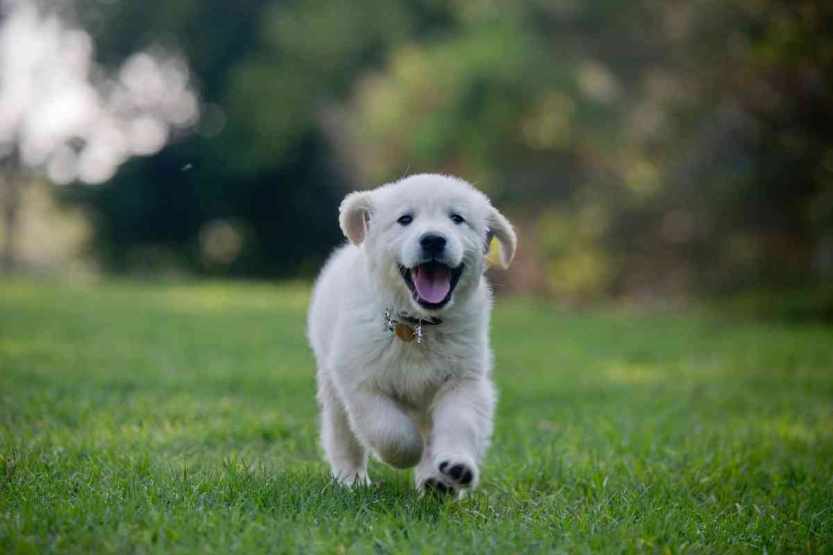 How Much Exercise Does A Golden Retriever Puppy Need Safely 1 1 How Much Exercise Does A Golden Retriever Puppy Need? Safely!