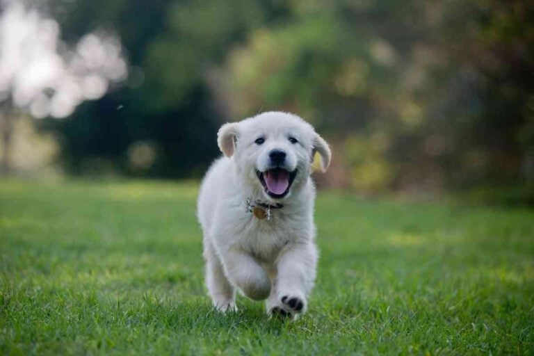 How Much Exercise Does A Golden Retriever Puppy Need? Safely!