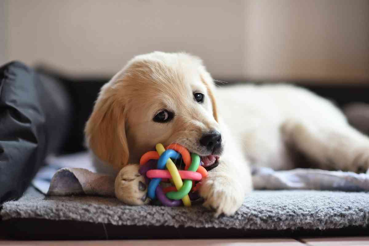 How Much Exercise Does A Golden Retriever Puppy Need Safely How Much Exercise Does A Golden Retriever Puppy Need? Safely!