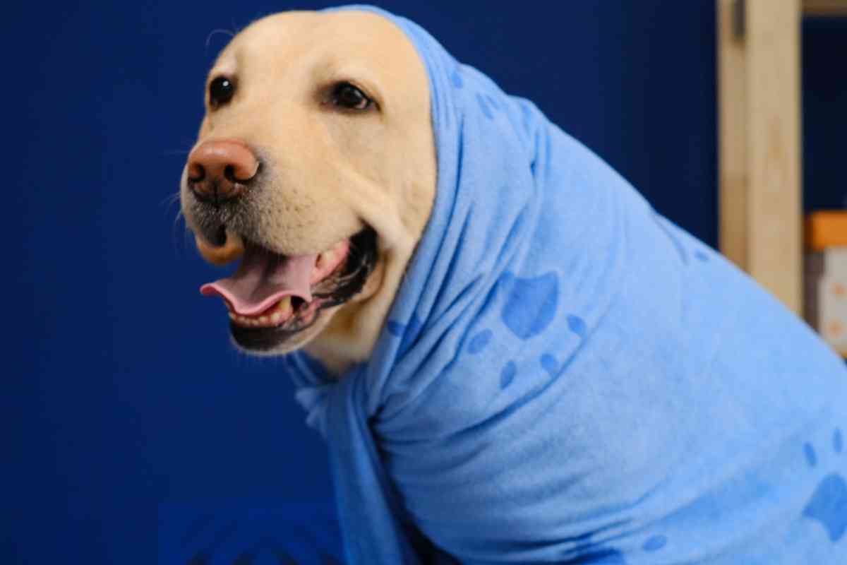 How Often Should I Take My Labrador To The Groomer Ever 1 How Often Should I Take My Labrador To The Groomer? Ever?