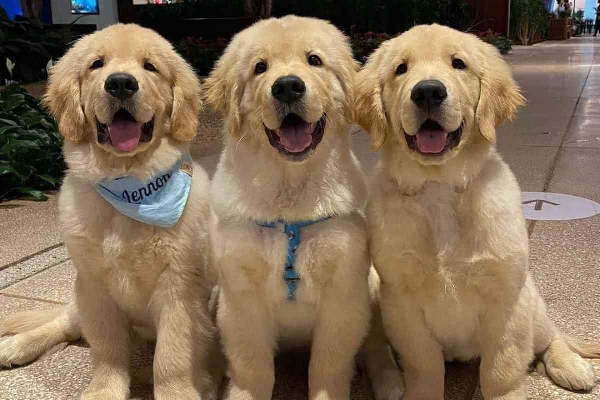 How To Pick A Golden Retriever Puppy 1 1 How To Pick A Golden Retriever Puppy: 6 Success Tips!