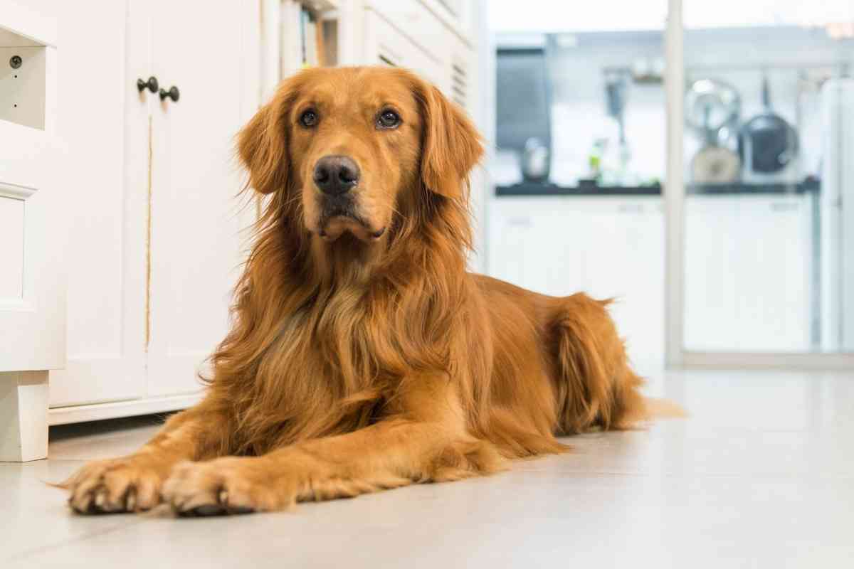 Reasons Golden Retrievers Sheds So Much 1 8 Reasons Golden Retrievers Sheds So Much And How To Stop It