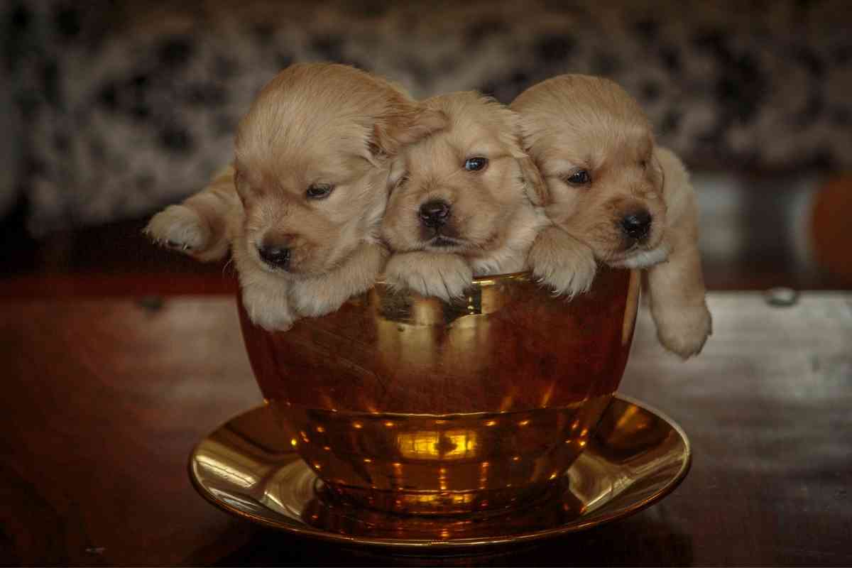 When Do Golden Retriever Puppies Open Their Eyes?