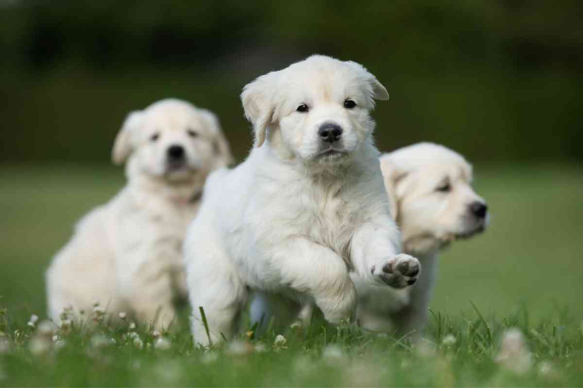 When Do Golden Retreiver Puppies Open Their Eyes 1 When Do Golden Retriever Puppies Open Their Eyes?