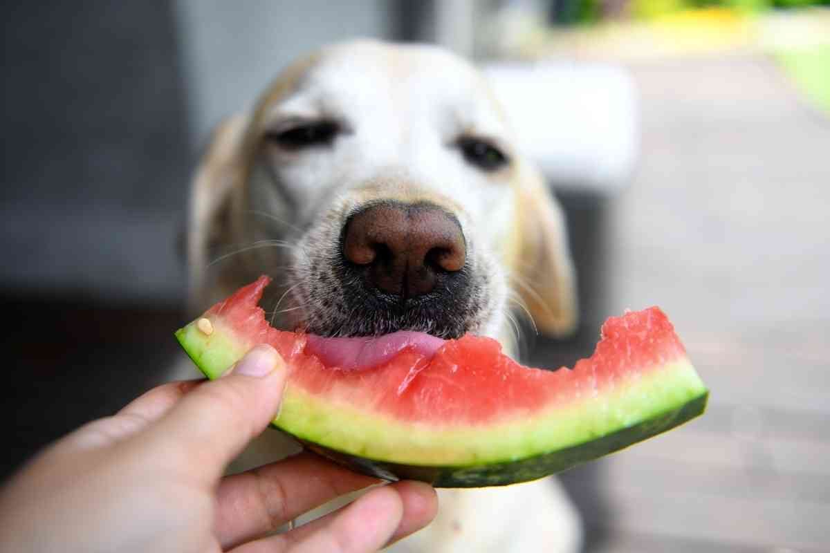 Why Are Labs ALWAYS Hungry 1 1 Why Are Labs ALWAYS Hungry? 5 Reasons And Ways To Help