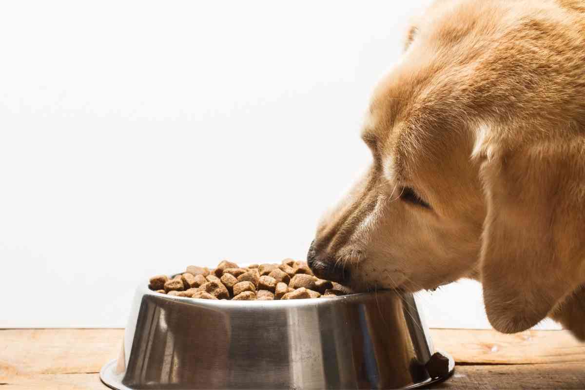 Why Are Labs ALWAYS Hungry 1 Why Are Labs ALWAYS Hungry? 5 Reasons And Ways To Help