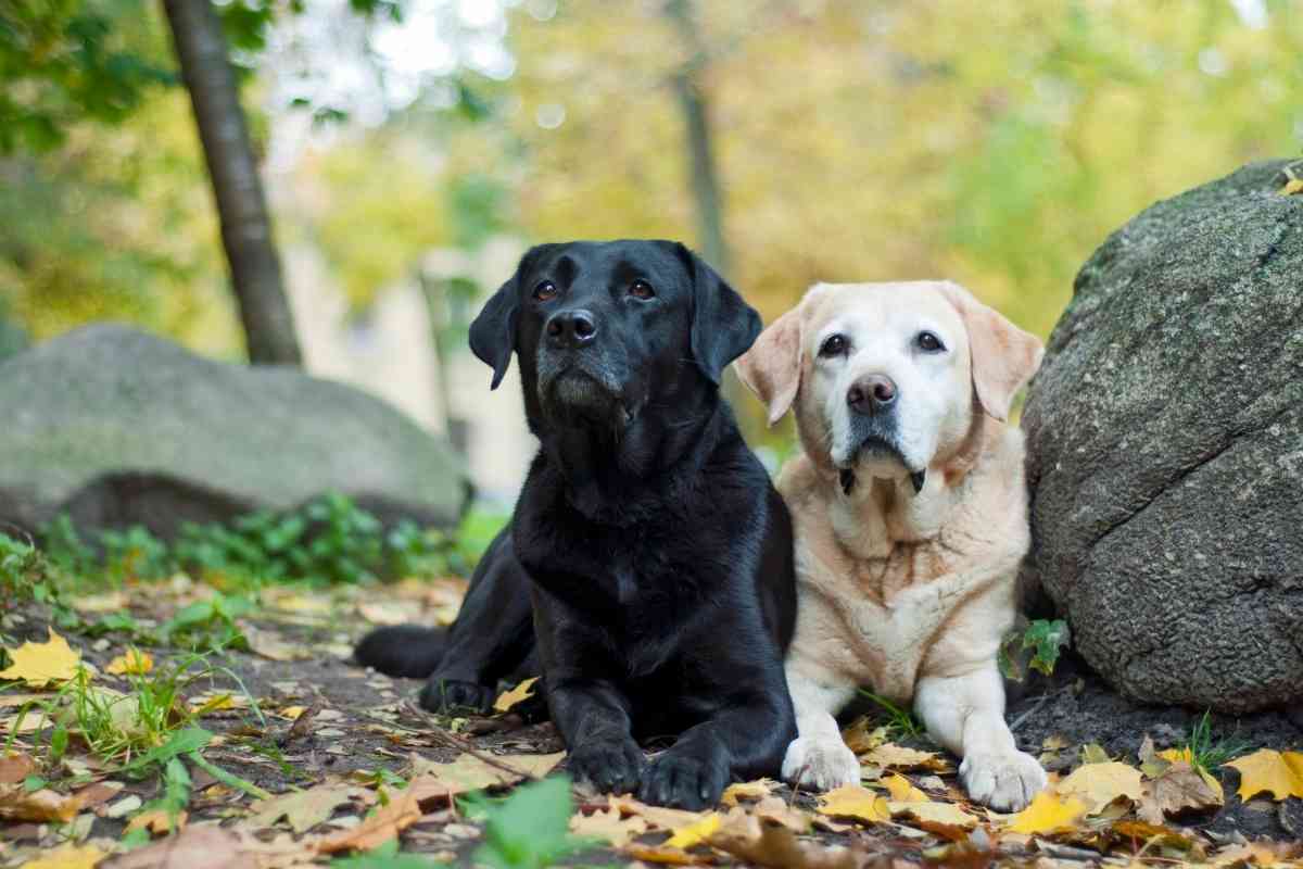 20 Facts And Stats About Labrador Retrievers 2 20+ Facts And Stats About Labrador Retrievers