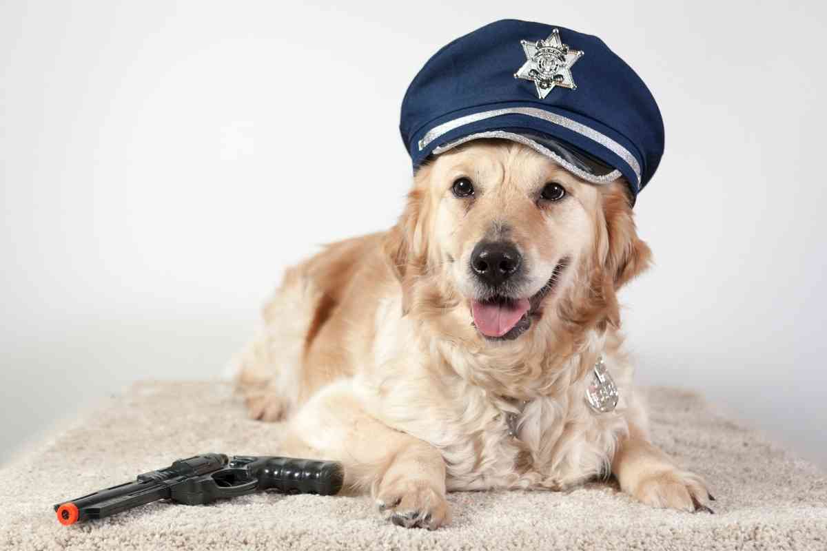 Can Golden Retrievers Be Police Dogs 1 Can Golden Retrievers Be Police Dogs? The Truth!