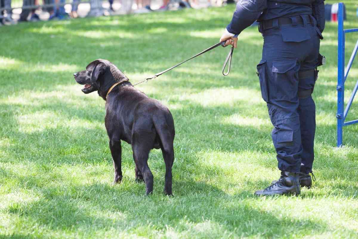 Can Labradors Be Police Dogs 1 Can Labradors Be Police Dogs? Explained!