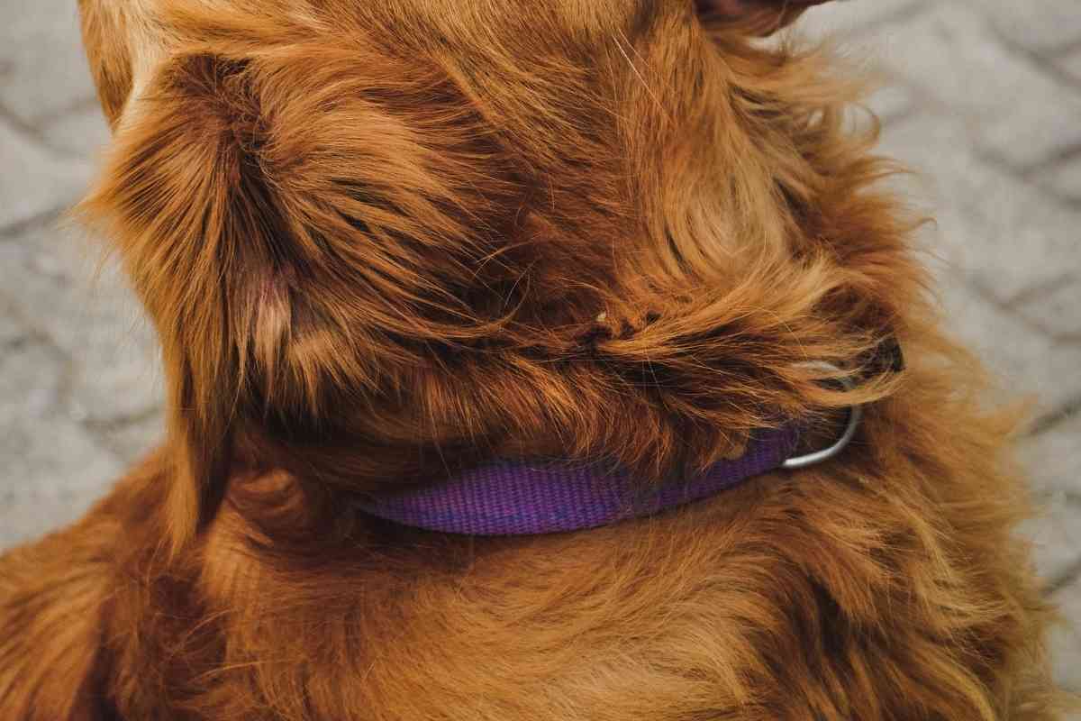Collars For Golden Retrievers 1 15+ Great Dog Collars For Golden Retrievers