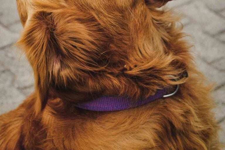 15+ Great Dog Collars For Golden Retrievers