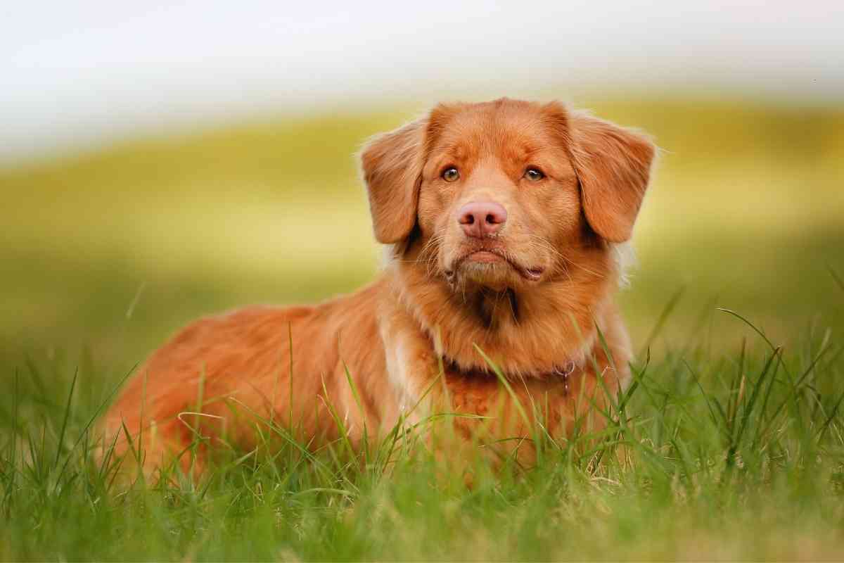 Dog Breeds That Look Like Golden Retrievers 1 1 9 Dog Breeds That Look Like Golden Retrievers