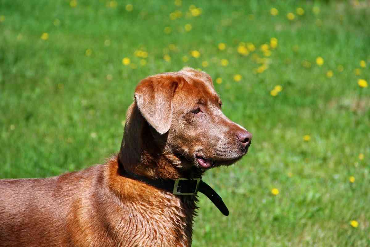 Dog Breeds That Look Like Golden Retrievers 9 Dog Breeds That Look Like Golden Retrievers
