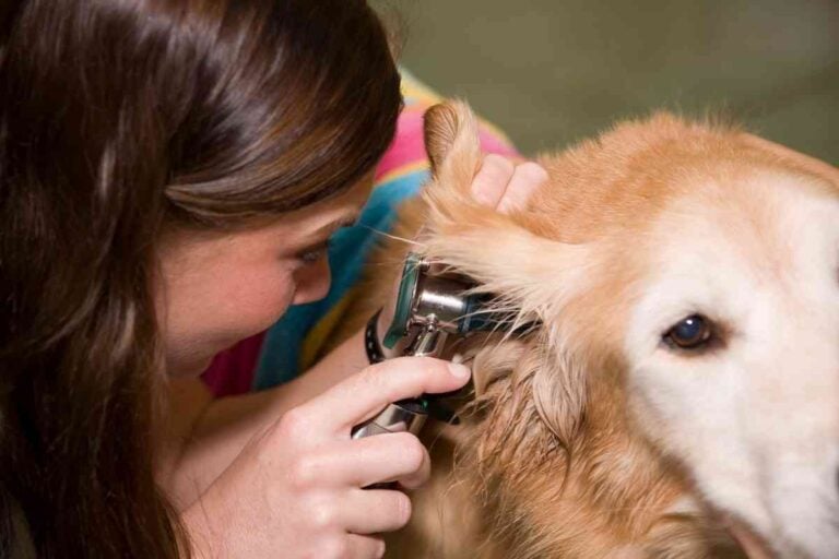 How Often To Clean Your Golden Retrievers’ Ears And How To Do It