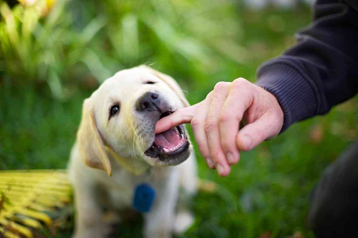 How Strong Is A Labrador Retrievers Bite Force 1 1 How Strong Is A Labrador Retriever's Bite Force? Answered!