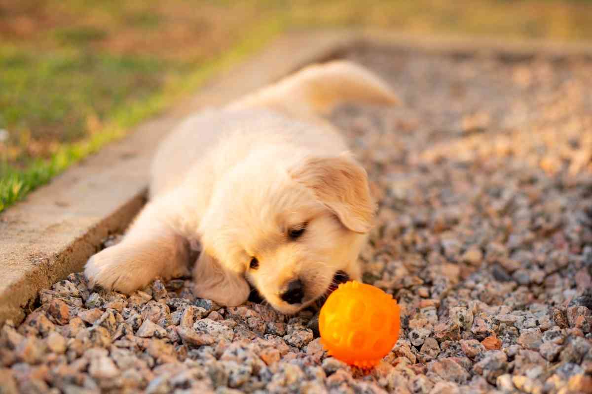 Key Facts And Stats About Golden Retrievers 2 15 Key Facts And Stats About Golden Retrievers