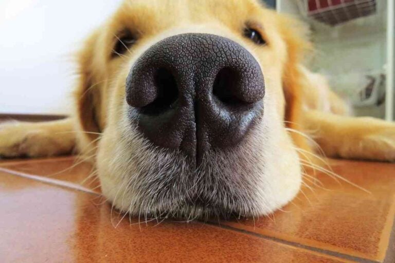 15 Key Facts And Stats About Golden Retrievers