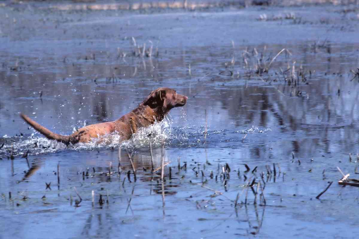 Key Facts and Stats About Chesapeake Bay Retrievers 1 50+ Key Facts and Stats About Chesapeake Bay Retrievers