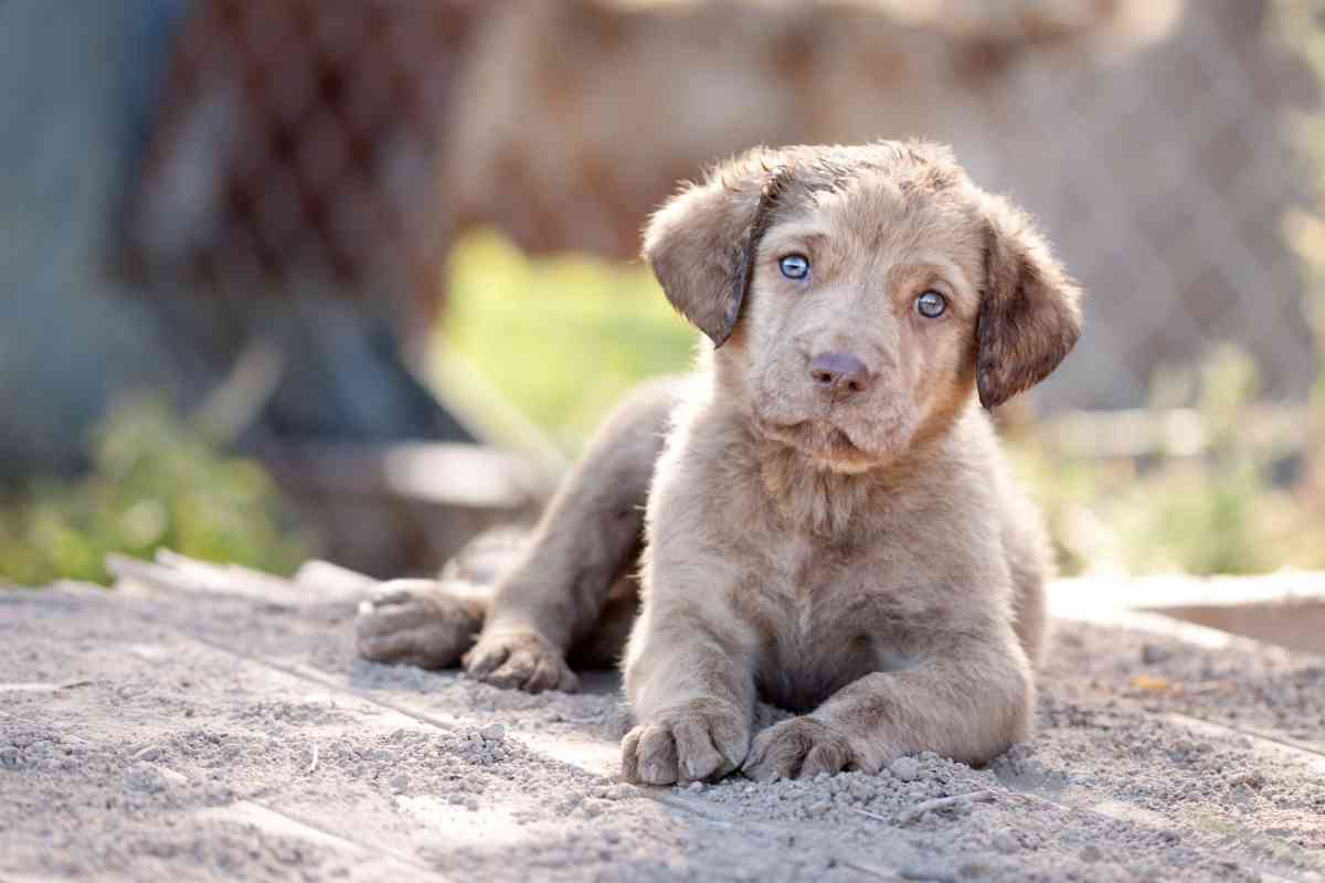 Key Facts and Stats About Chesapeake Bay Retrievers 2 1 50+ Key Facts and Stats About Chesapeake Bay Retrievers