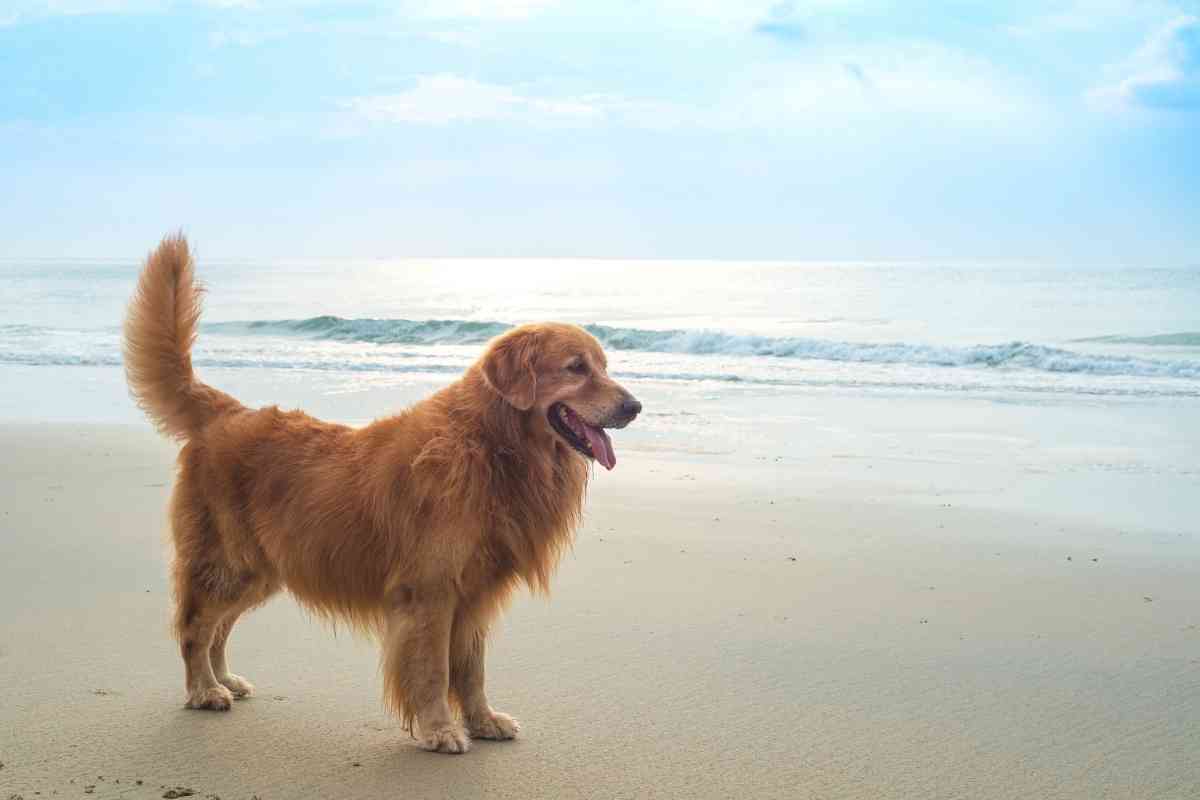 Making Your Golden Retriever Look Like A Lion 1 2 The Ultimate Guide To Making Your Golden Retriever Look Like A Lion